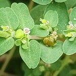 Euphorbia serpens Φρούτο