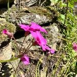 Oxalis articulata Flor