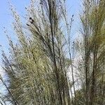 Casuarina equisetifolia Лист