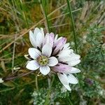 Gentianella corymbosa 花