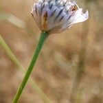 Cephalaria transsylvanicaFlower