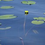 Nuphar pumila आदत