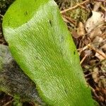 Antrophyum boryanum Hoja