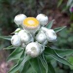 Helichrysum foetidum 花