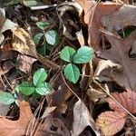 Rubus hispidus Leaf