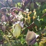 Cobaea scandens 花