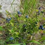 Vaccinium angustifolium Plod