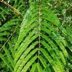 Pentaclethra eetveldeana Leaf