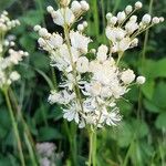 Filipendula vulgarisBlodyn