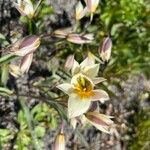 Tulipa turkestanica Flor