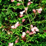 Heuchera sanguinea Flower