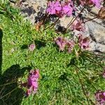 Saponaria caespitosa Leaf