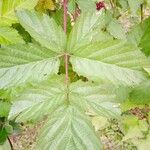 Rubus occidentalis Φύλλο