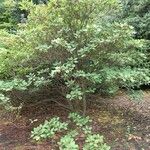 Rhododendron oreodoxa Habit