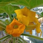 Uncarina roeoesliana Flower