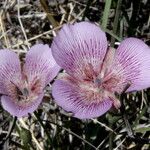 Calochortus striatus Flower