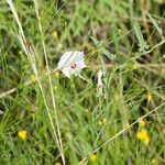 Convolvulus equitans Hábito