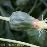 Rhaponticoides alpina Frukto