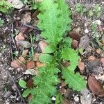 Carduus pycnocephalus Leaf