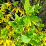 Forsythia viridissima Leaf