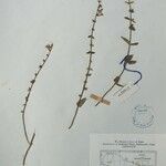 Scutellaria barbata Other