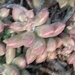 Sedum mendozae List