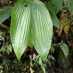 Asplundia insignis Hoja