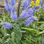 Veronica longifolia Flower