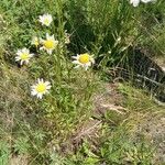 Leucanthemum vulgareVirág