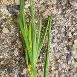 Cosmos parviflorus Leaf