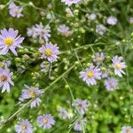 Symphyotrichum laeveÕis