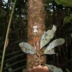 Beilschmiedia oreophila Corteza