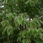 Miconia affinis Агульны выгляд