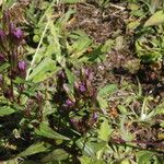 Gentianella amarella Flower