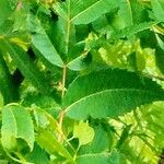 Rhus glabra Hoja