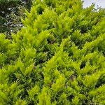 Juniperus sabina Habitatea