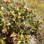 Weinmannia ouaiemensis Hábito