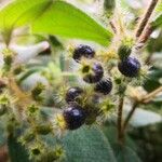 Miconia dependens Fruit