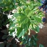 Clerodendrum indicum Folha