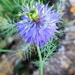 Nigella sativaFleur