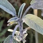 Salvia fruticosa Leaf