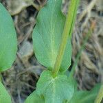 Valeriana montana Leaf