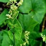 Fagopyrum tataricum Flower