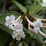 Rhododendron solitarium Flower