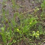 Lomatium bicolor ᱛᱟᱦᱮᱸ