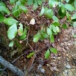 Vaccinium arboreum Leaf