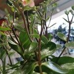Kalanchoe manginii Цвят