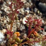 Calyptridium monandrum Hábito