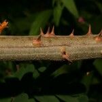 Caesalpinia decapetala Bark