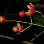 Chrysochlamys glauca Fruto